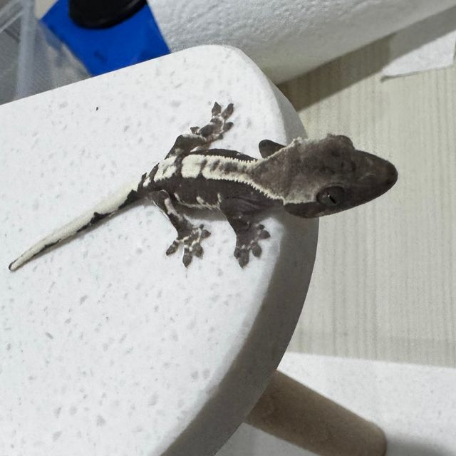 릴잔틱