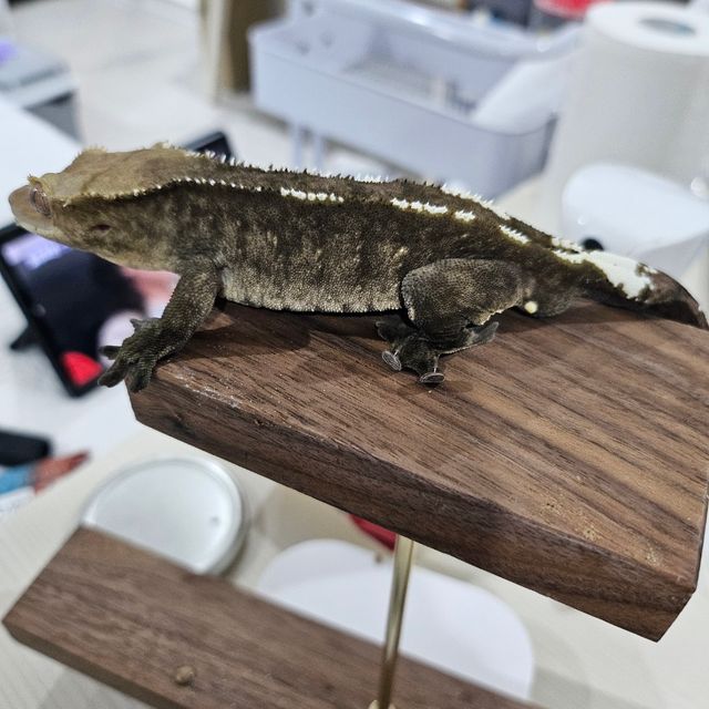 아잔틱