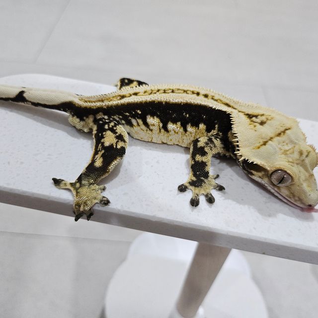 노멀 슈퍼스트라이프 풀핀 엠티백 쿼드 다크