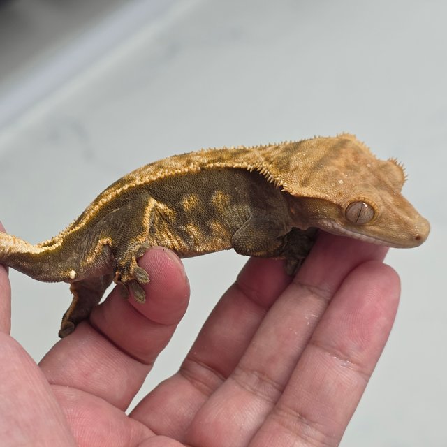 100%헷아잔틱 풀핀