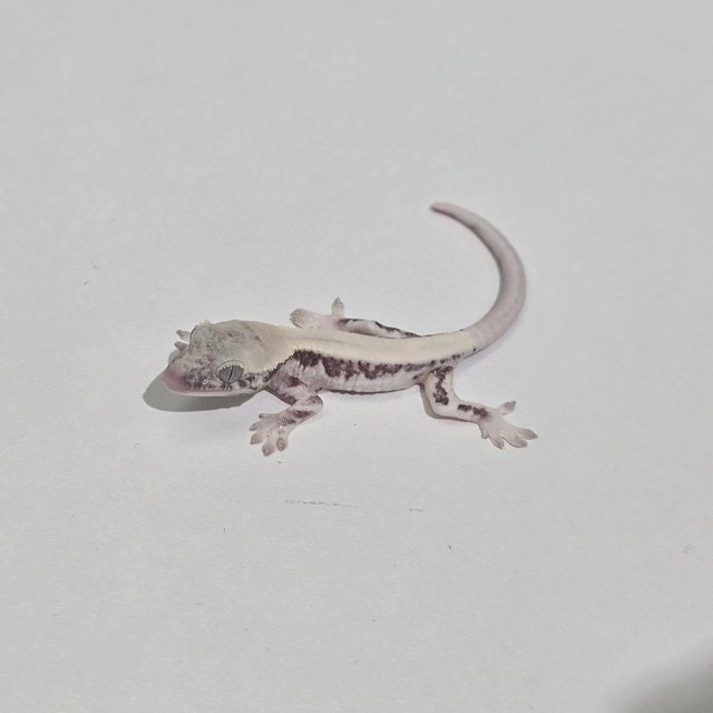 릴리 세이블 아잔틱 세이블 릴잔틱 솔리드백 화이트스팟