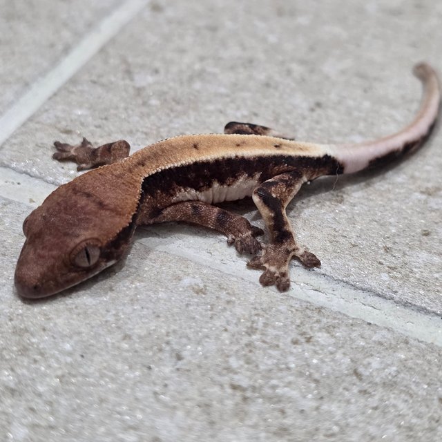 릴리 세이블 100%헷아잔틱 세이블 릴리100%헷아잔틱