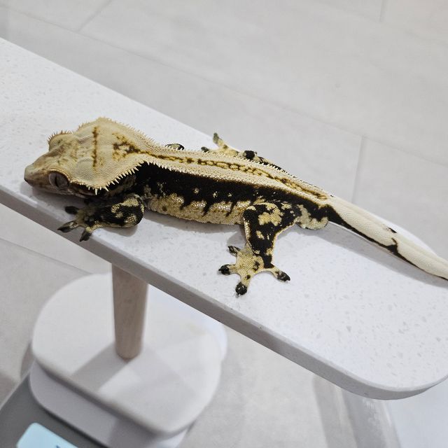 노멀 슈퍼스트라이프 풀핀 엠티백 쿼드 다크