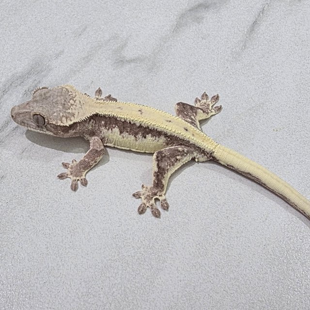 릴리 세이블 100%헷아잔틱 세이블 릴리100%헷아잔틱