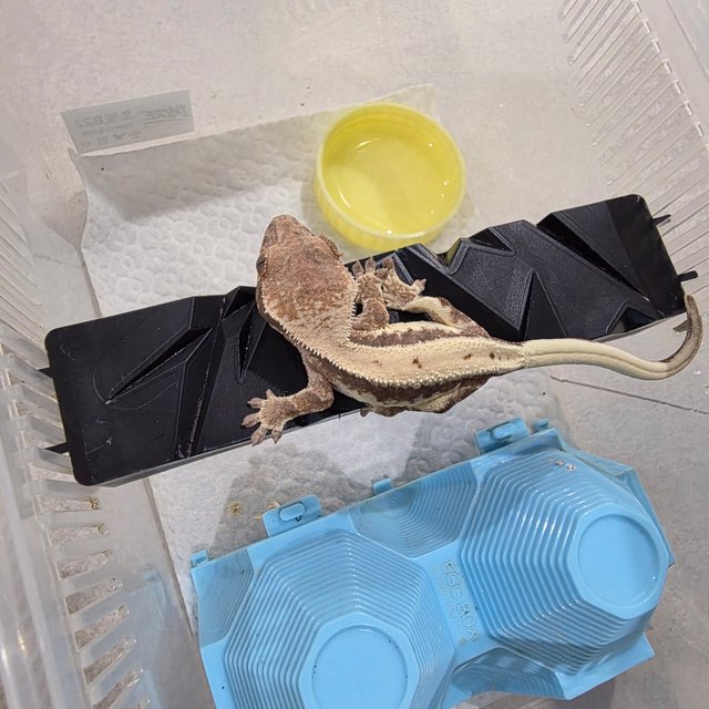 릴리 세이블 100%헷아잔틱 세이블 릴리100%헷아잔틱