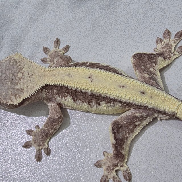 릴리 세이블 100%헷아잔틱 세이블 릴리100%헷아잔틱