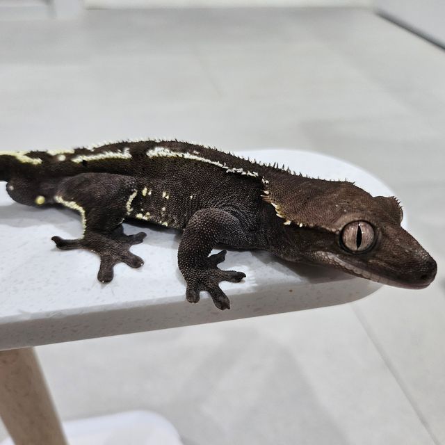 아잔틱