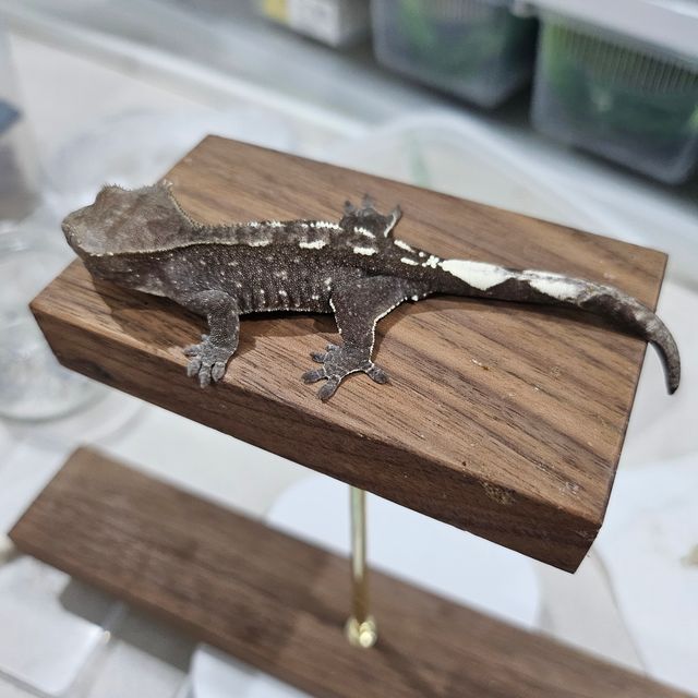 아잔틱