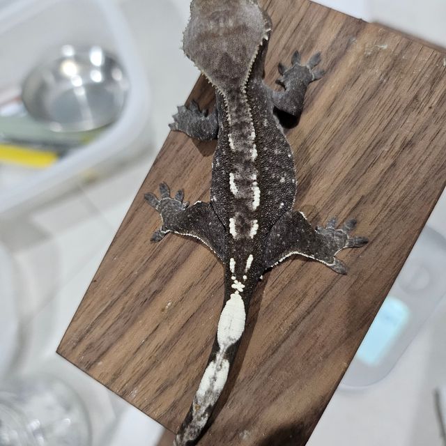 아잔틱