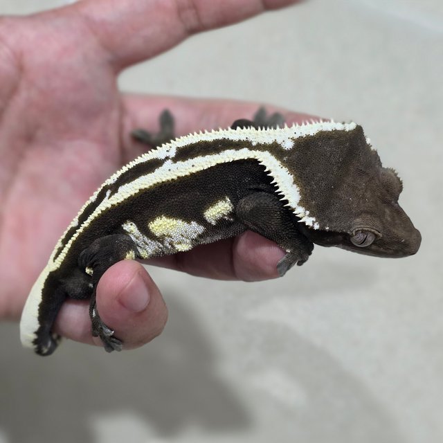 아잔틱 슈퍼스트라이프