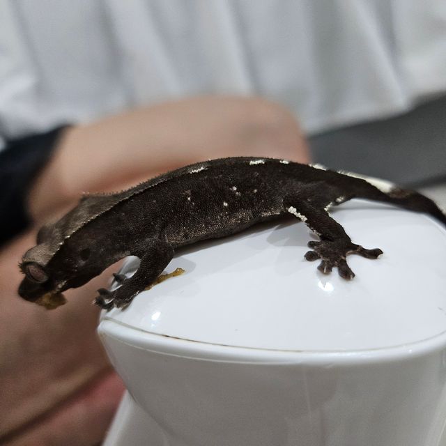 아잔틱