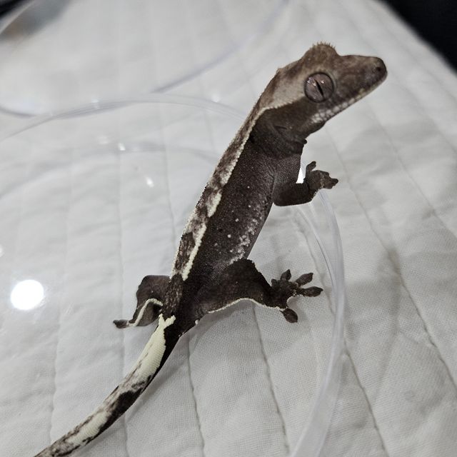 아잔틱