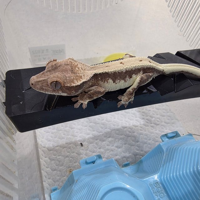 릴리 세이블 100%헷아잔틱 세이블 릴리100%헷아잔틱