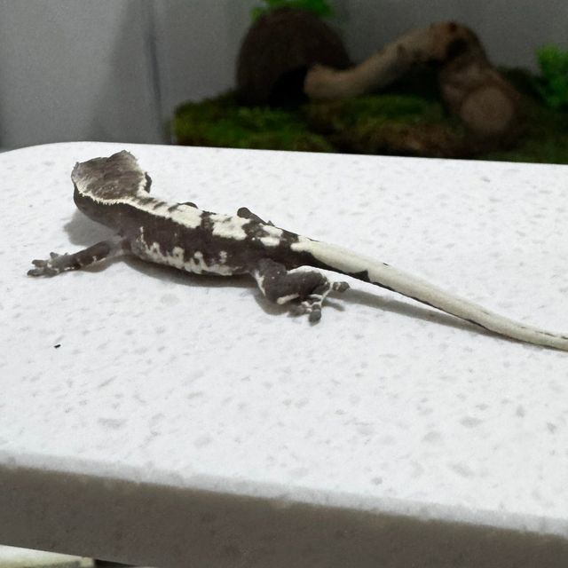 릴잔틱