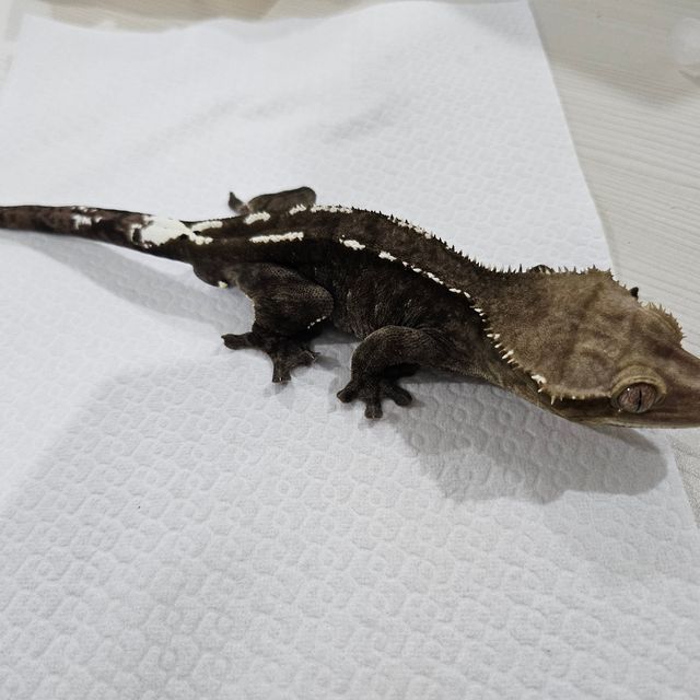 아잔틱