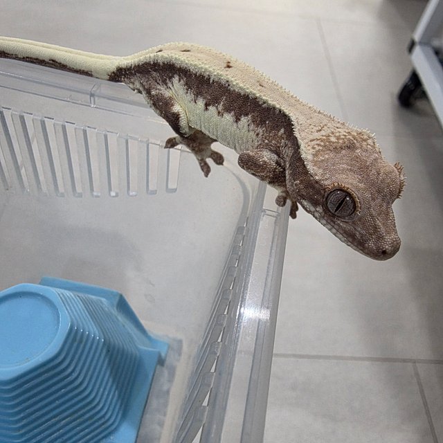 릴리 세이블 100%헷아잔틱 세이블 릴리100%헷아잔틱