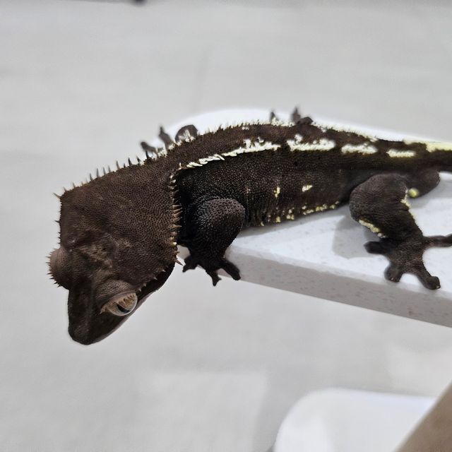 아잔틱