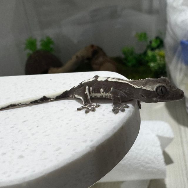 릴잔틱