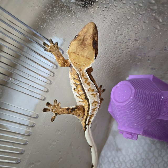 트라이 노멀 화이트핀 풀핀 화이트스팟