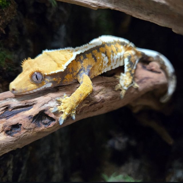 트라이 화이트스팟 화이트포트홀 화이트핀 텐저린