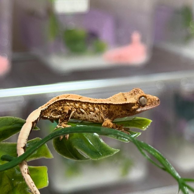 트라이 풀핀 화이트핀 화이트스팟