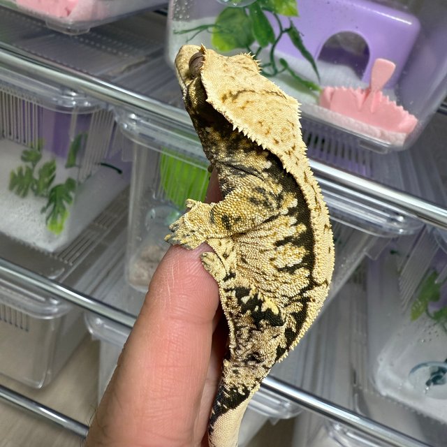 트라이 화이트스팟