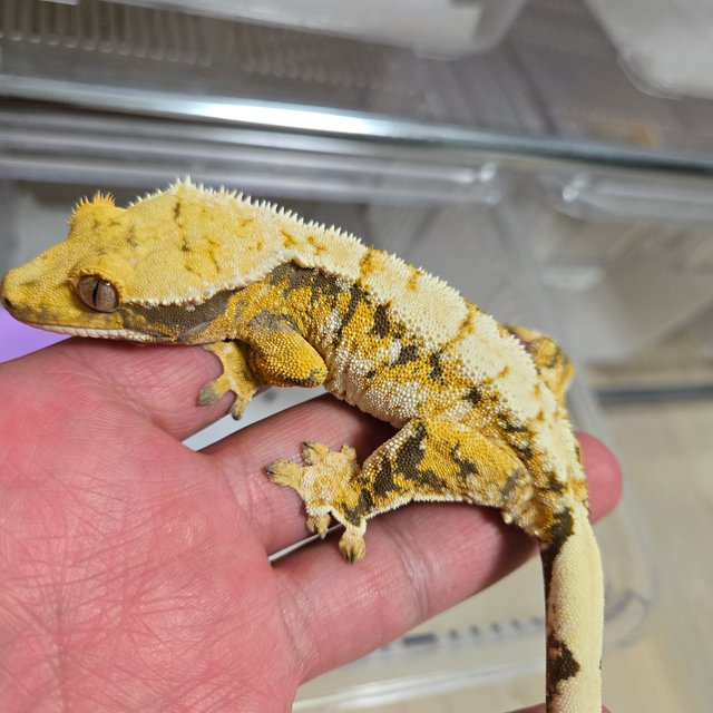 트라이 화이트핀 화이트스팟