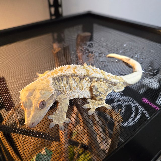 트라이 화이트스팟 화이트포트홀