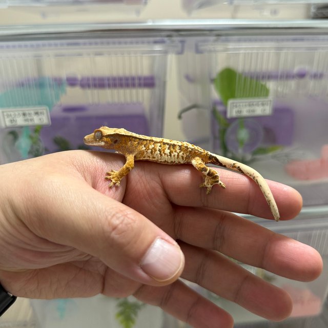 트라이 화이트스팟 텐저린