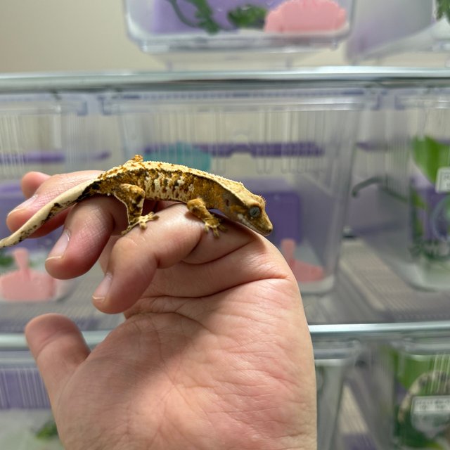 트라이 화이트스팟 텐저린