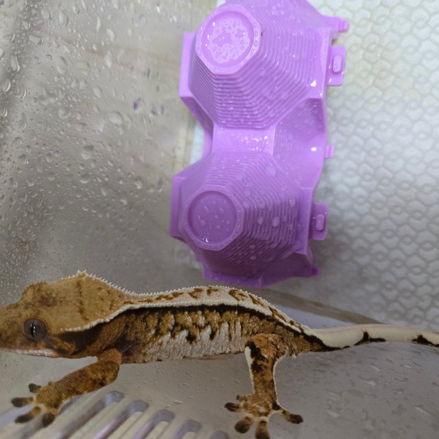 트라이 노멀 화이트핀 풀핀 화이트스팟