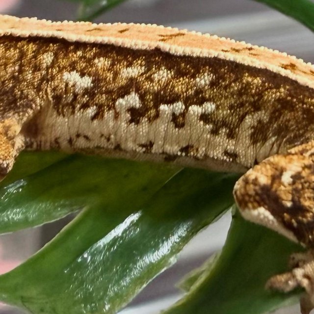 트라이 풀핀 화이트핀 화이트스팟