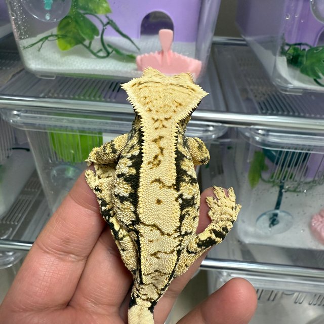 트라이 화이트스팟