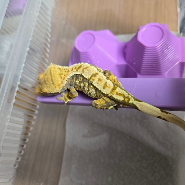 트라이 화이트스팟