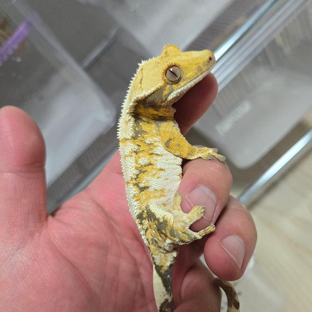 트라이 화이트핀 화이트스팟