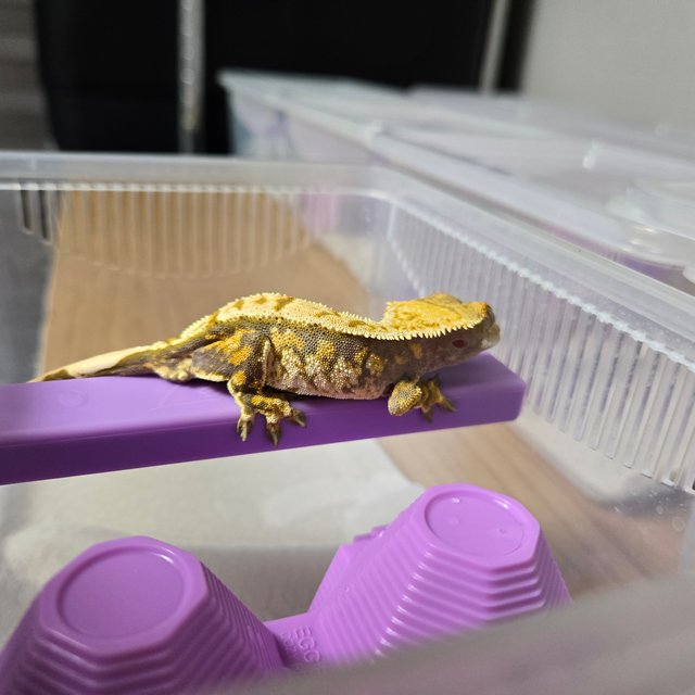 트라이 화이트스팟