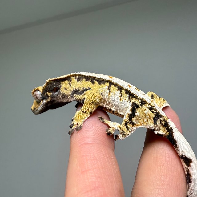 트라이 화이트스팟 화이트핀 화이트포트홀