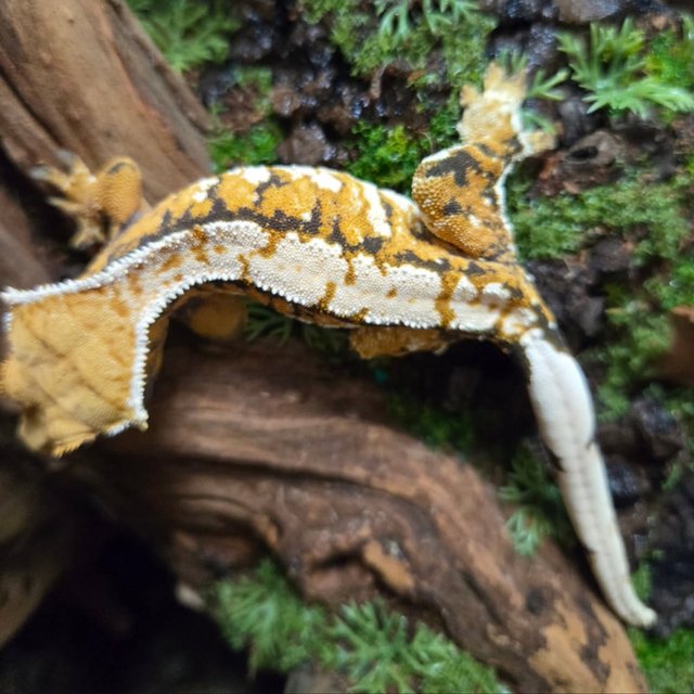 트라이 화이트스팟 화이트포트홀 화이트핀 텐저린