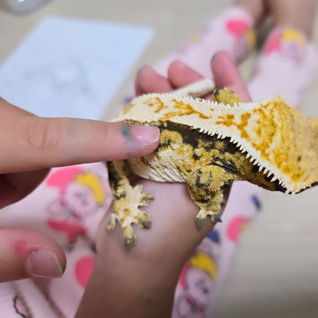 트라이 화이트스팟 화이트포트홀 풀핀