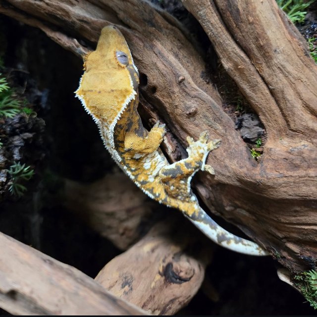 트라이 화이트스팟 화이트포트홀 화이트핀 텐저린