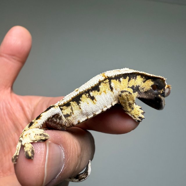 트라이 화이트스팟 화이트핀 화이트포트홀