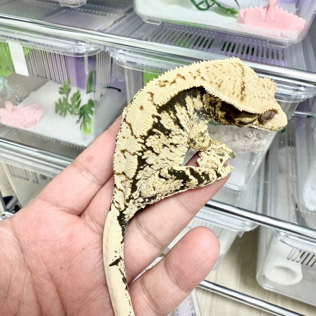 트라이 화이트스팟