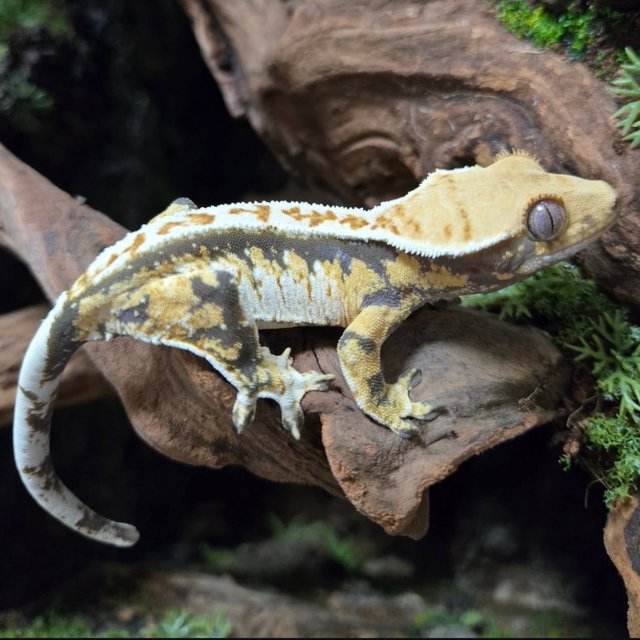 트라이 화이트스팟 화이트포트홀