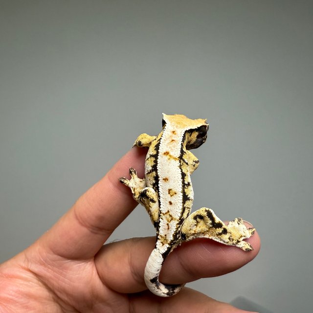 트라이 화이트스팟 화이트핀 화이트포트홀