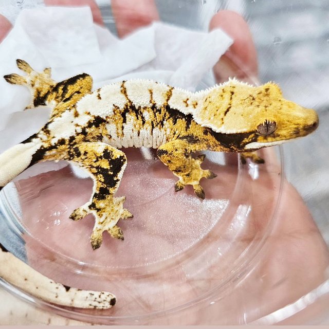 트라이 화이트핀 화이트스팟