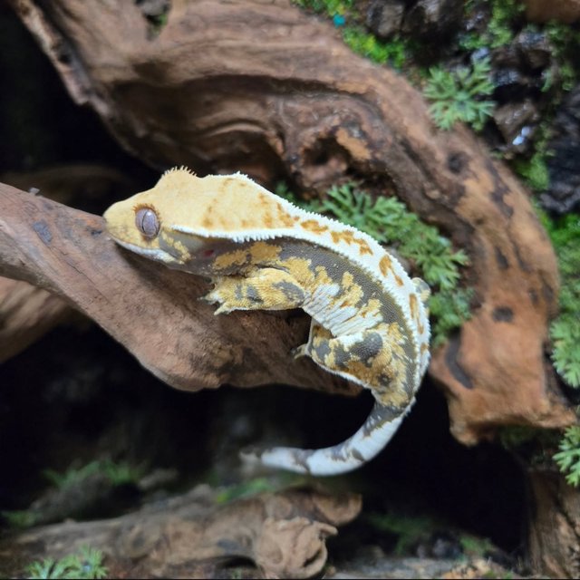 트라이 화이트스팟 화이트포트홀