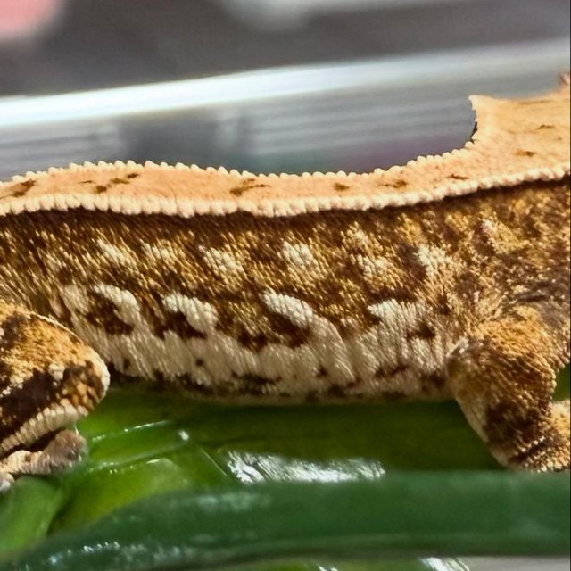 트라이 풀핀 화이트핀 화이트스팟