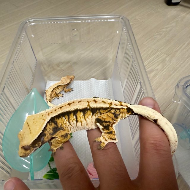 트라이 화이트스팟