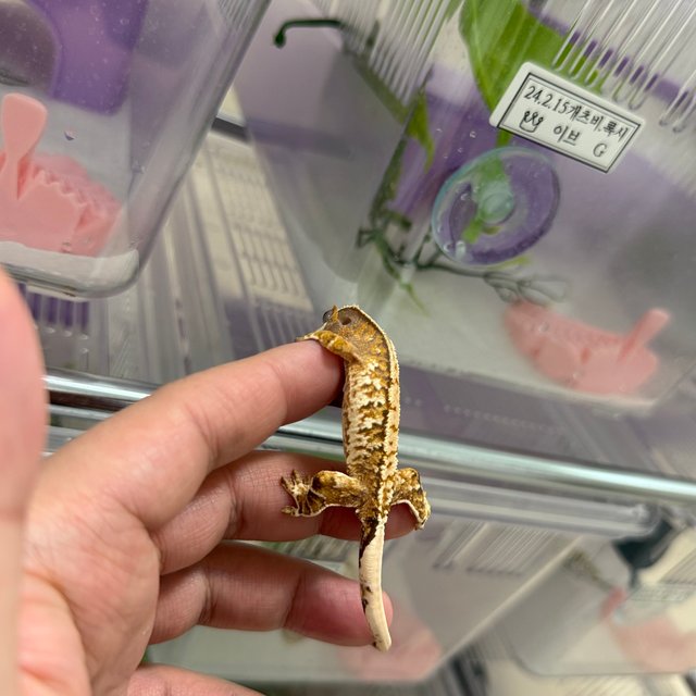 트라이 화이트스팟 텐저린