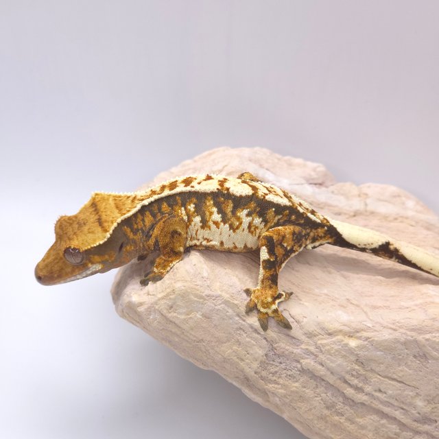 트라이 화이트스팟 화이트포트홀